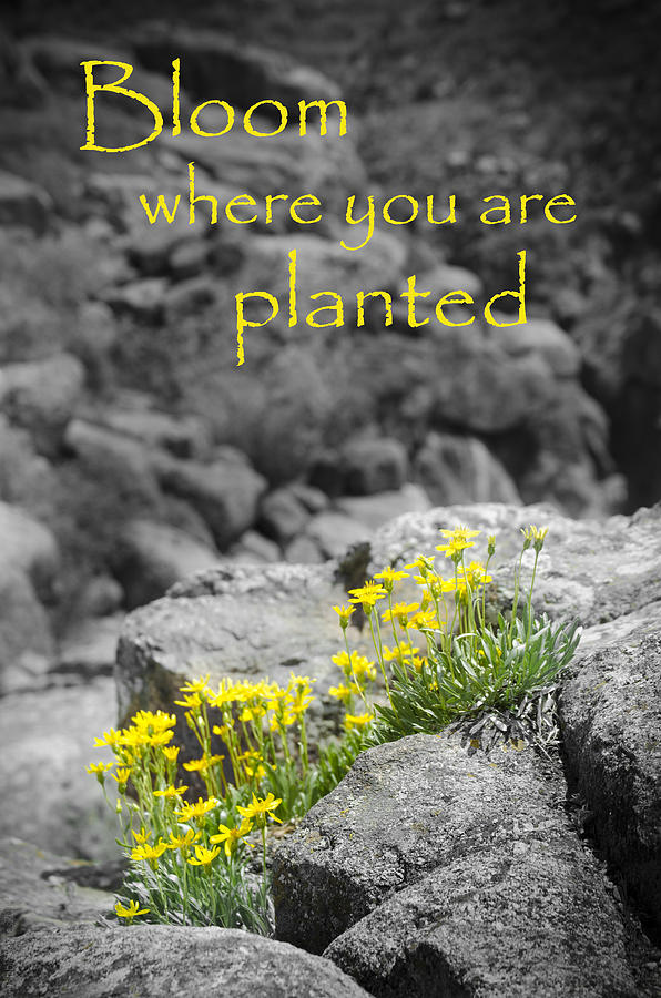 Bloom Where You are Planted Photograph by Debbie Karnes