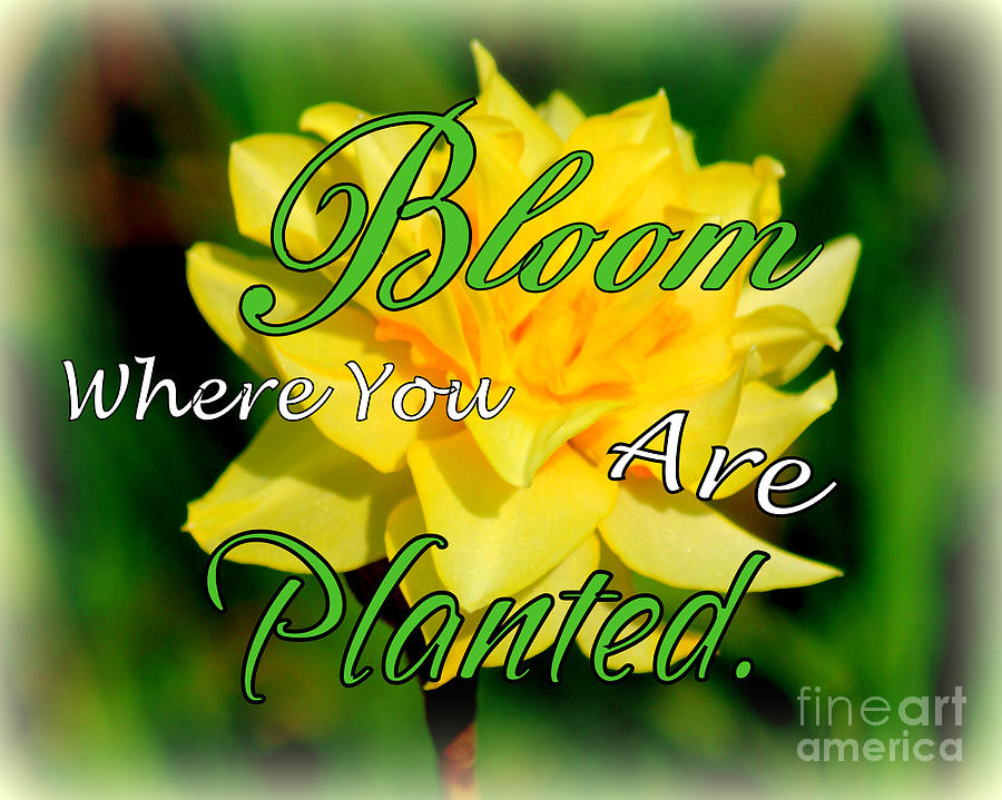 Bloom Where You Are Planted Photograph by Kathy  White