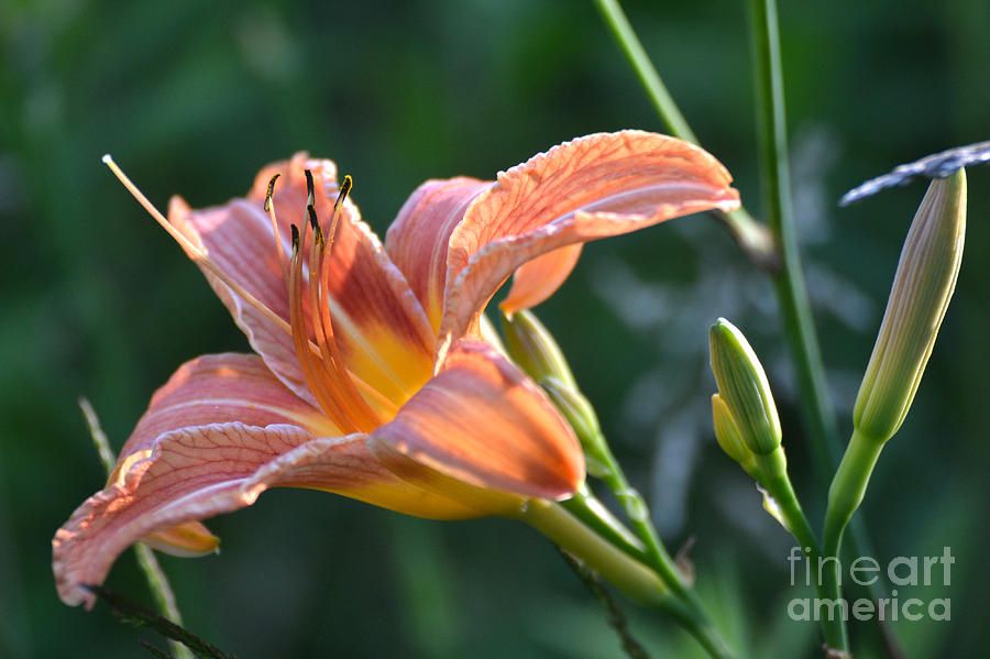 Bloomed flower Photograph by Casey Hemminger