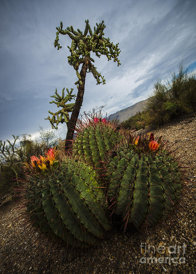 Saguaro National Park Photograph - Bloomin Barrels by Richard Mason