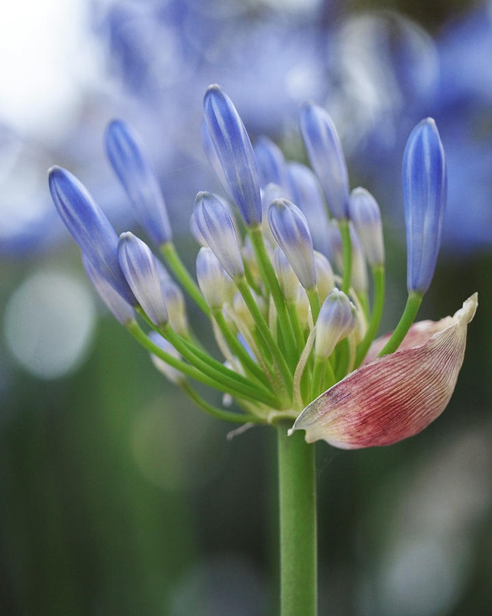 Blooming Agapanthus Photograph by Rona Black