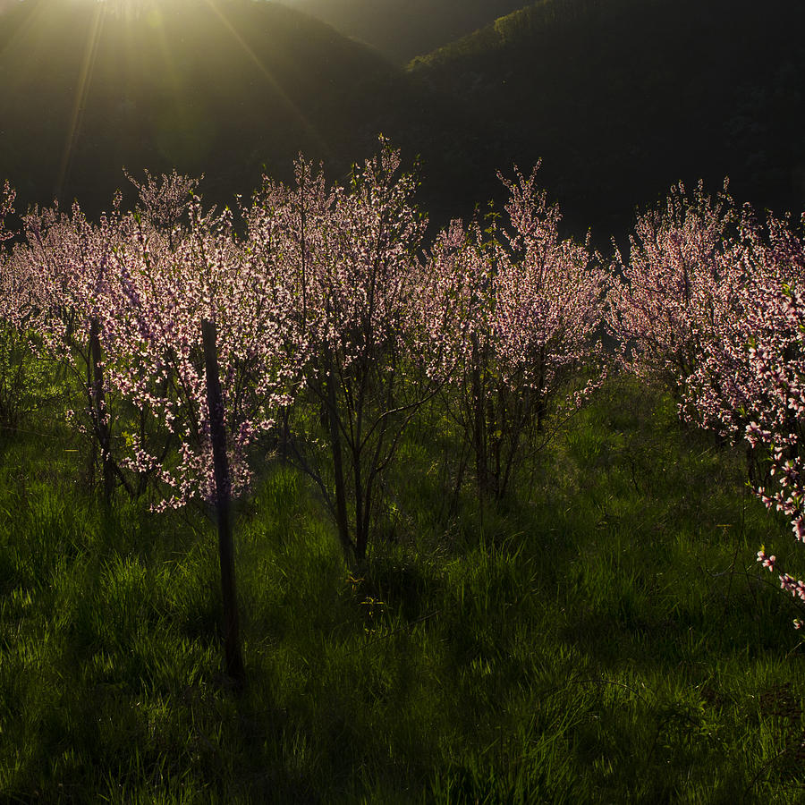 Blooming Almond Trees Photograph