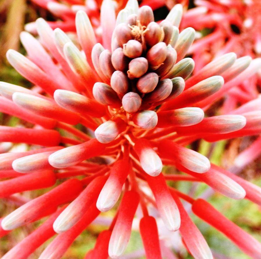 Pink Blooming Desert Aloe Beauty Photograph by Belinda Lee