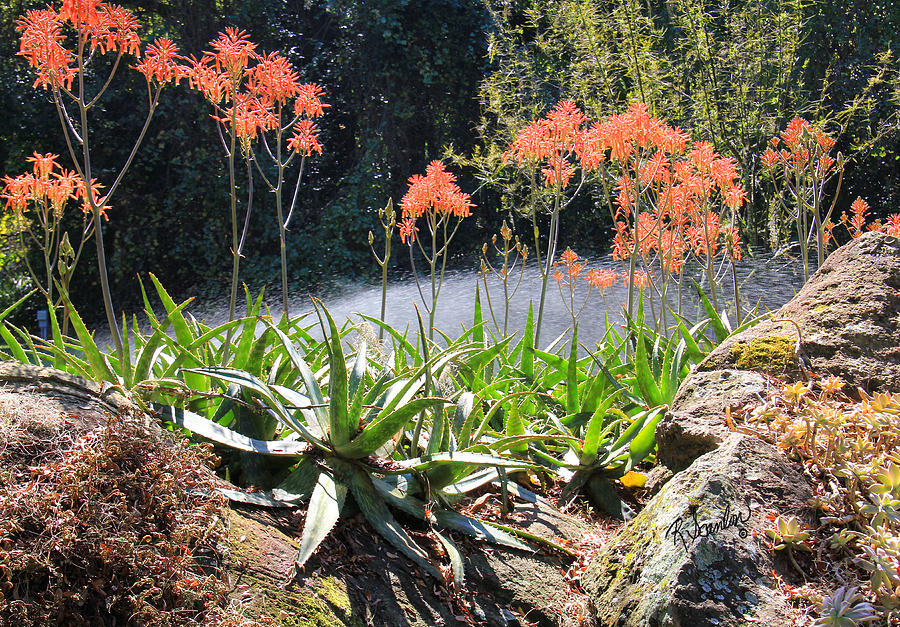 Blooming Aloe in the Rock Garden Photograph by Rosalie Scanlon