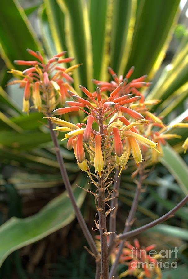Blooming Aloe vera flower Photograph by Martin Capek