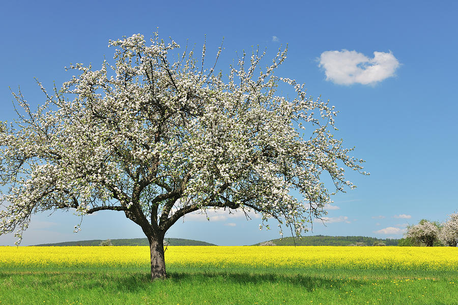 Blooming Apple Tree Photograph by Raimund Linke