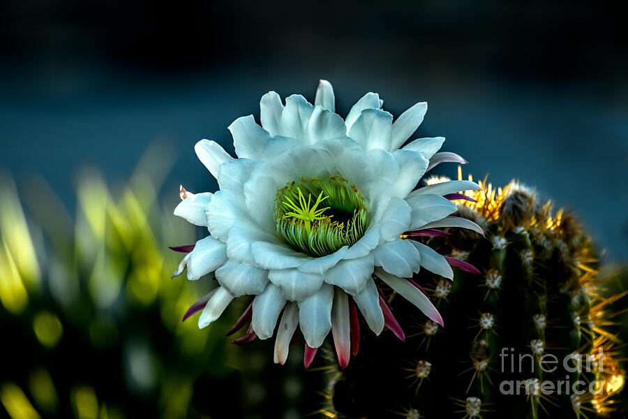 Flower Photograph - Blooming Argentine Giant by Robert Bales