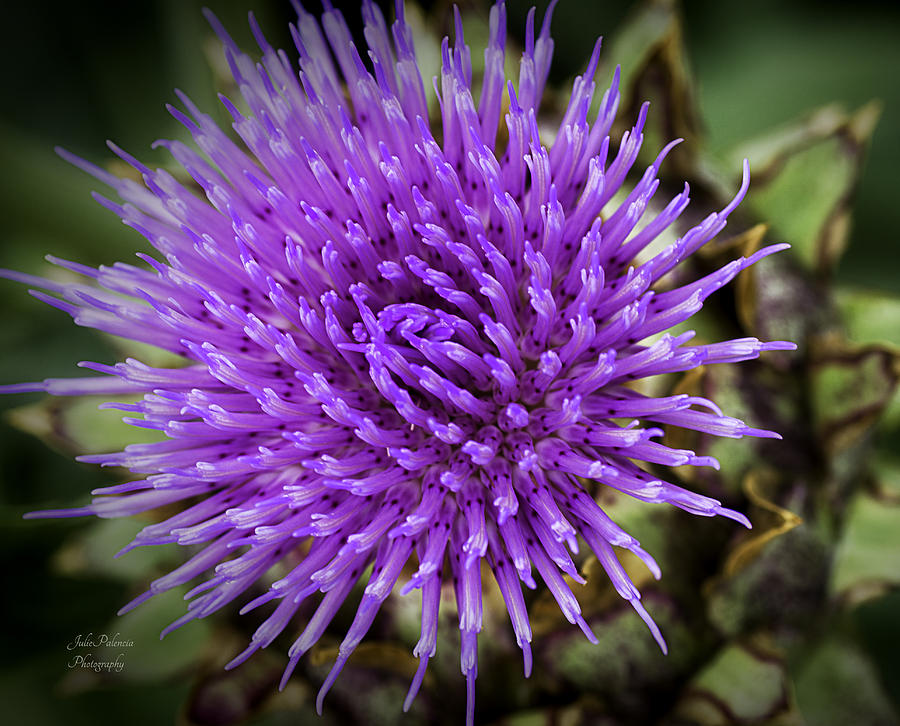 Blooming Artichoke Thistle Photograph by Julie Palencia