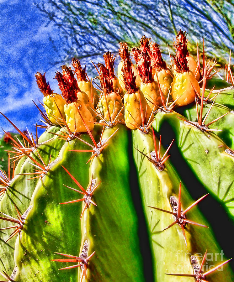Blooming Barrel Cactus by Diana Sainz Photograph by Diana Raquel Sainz
