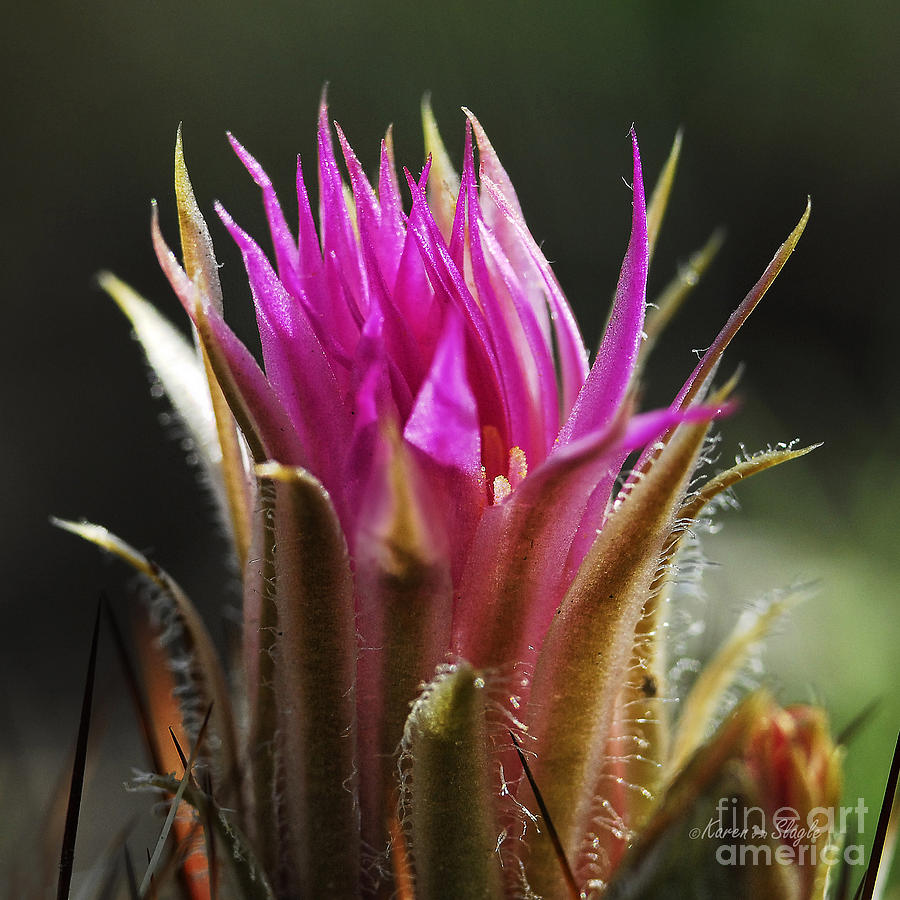 Blooming Barrel Cactus Photograph by Karen Slagle