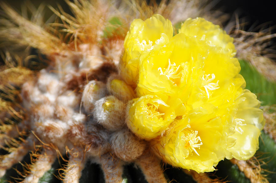 Blooming Barrel Cactus Photograph by Kyle Hanson