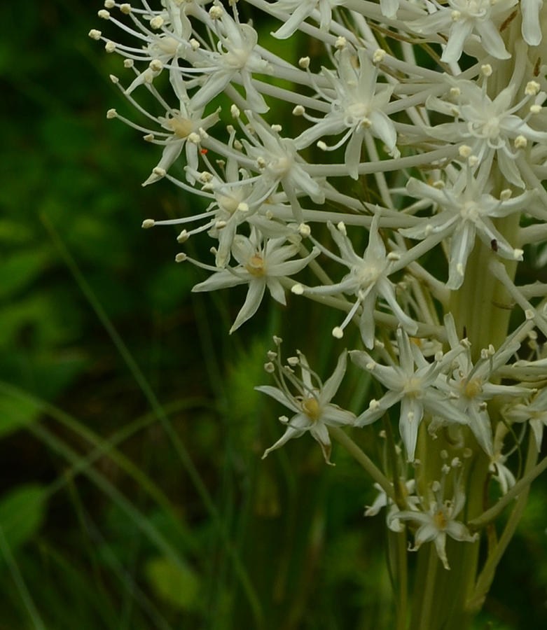 Blooming Bear grass 3 Photograph by Whispering Peaks Photography