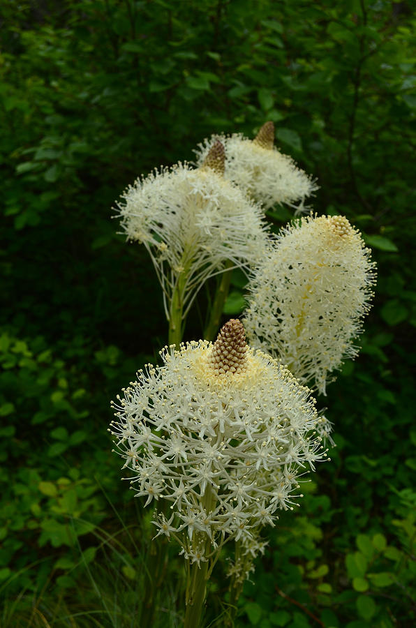 Glacier National Park Photograph - Blooming Bear Grass by Whispering Peaks Photography