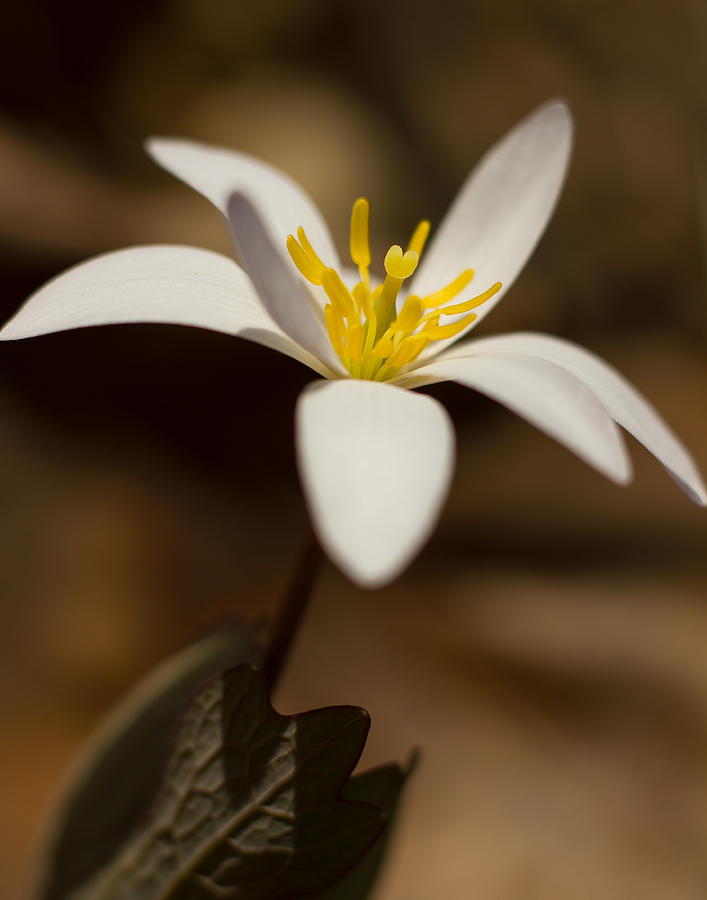 Flower Photograph - Blooming Bloodroot by Penny Meyers