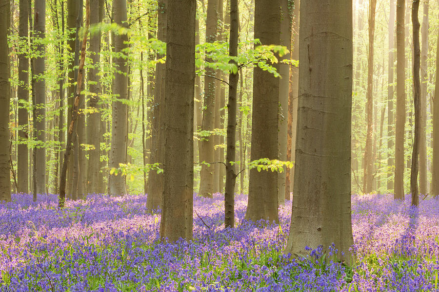 Blooming Bluebell Forest Of Hallerbos Photograph by Sara winter