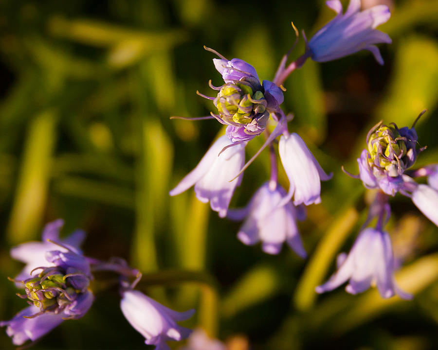 Blooming Bluebells Photograph by Joe Winkler