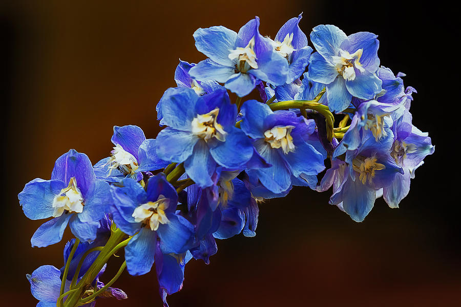Blooming Blues Photograph by Linda Tiepelman