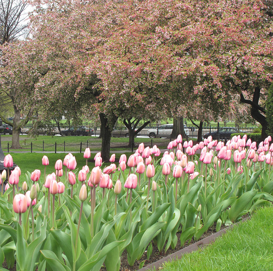Tulip Photograph - Blooming Boston by Barbara McDevitt