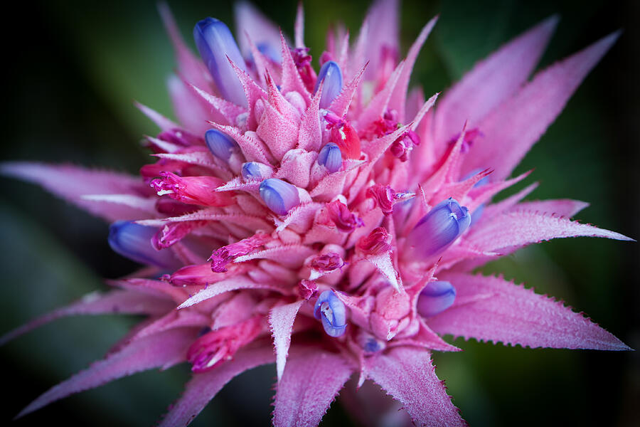 Blooming Bromeliad Photograph by John Wadleigh