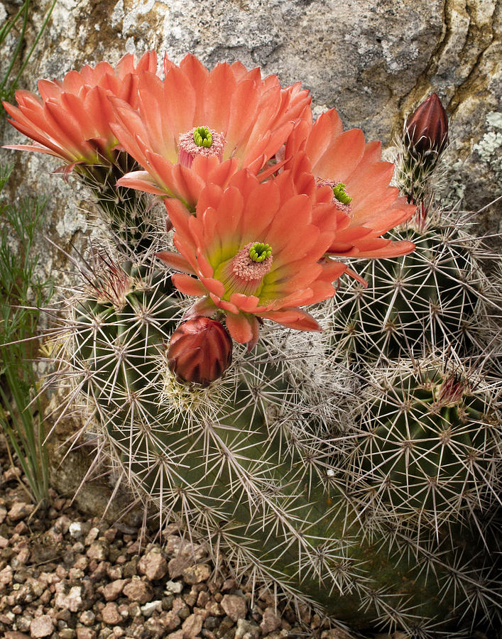 Blooming Cacti Photograph by David and Carol Kelly