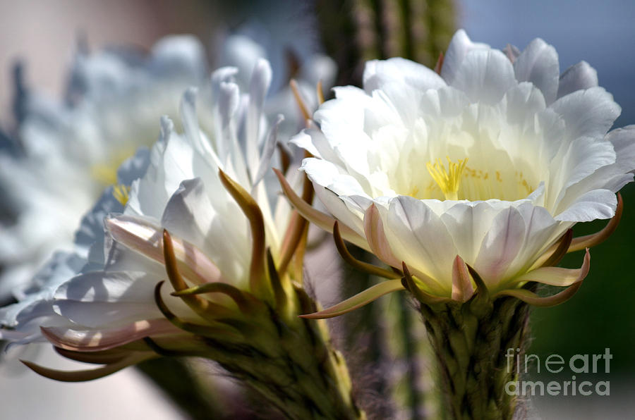 Blooming Cacti Photograph by Deb Halloran