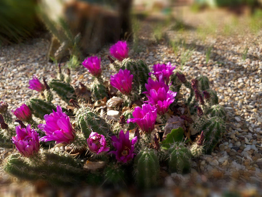 Cacti Photograph - Blooming Cacti by Greg Kopriva