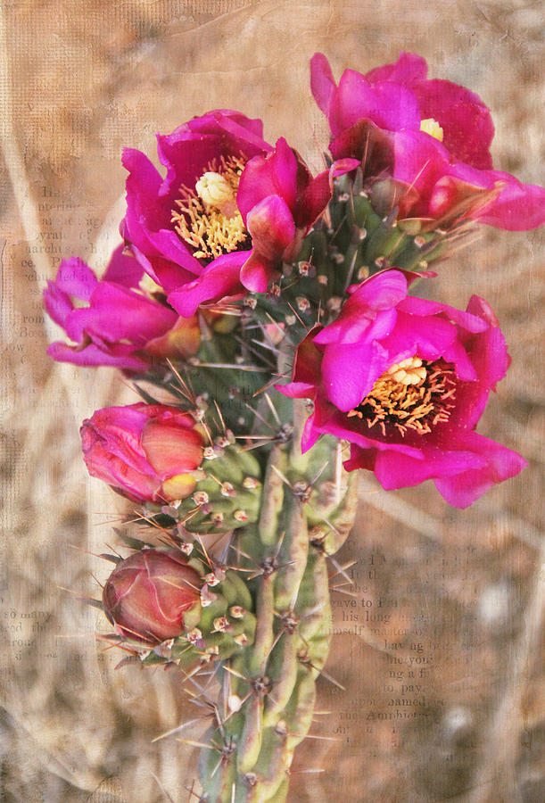 Blooming Cactus Canvas Photograph by Jemmy Archer