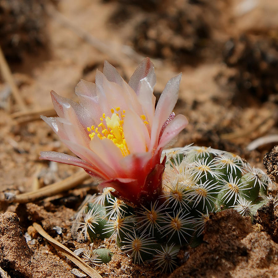Cactus Photograph - Blooming Cactus by Ernest Echols