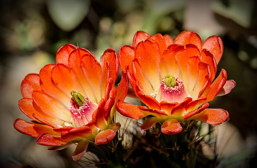 Nature Photograph - Blooming Cactus by Pete Mecozzi