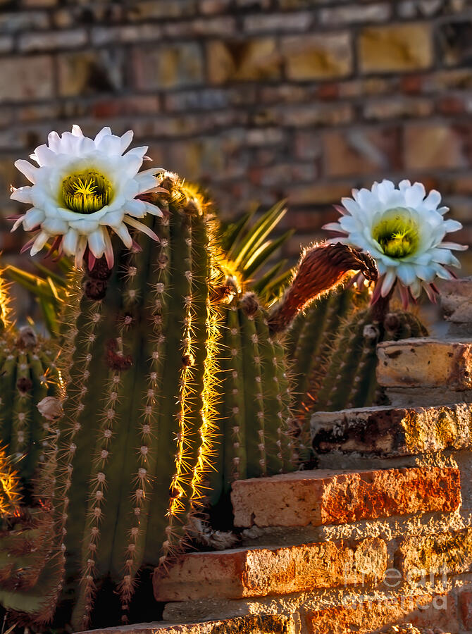 Blooming Cactus Photograph by Robert Bales