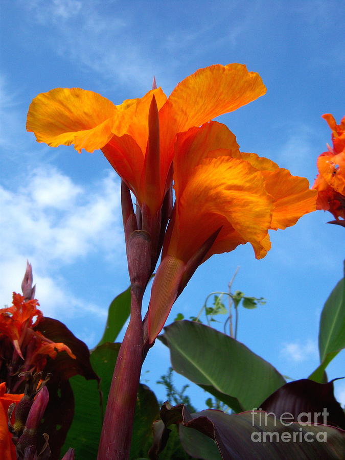 Blooming Canna Lily Photograph by Loreta Mickiene Fine Art America