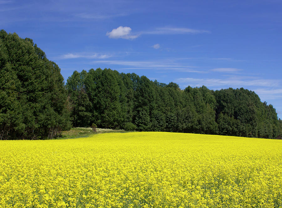 Blooming Canola Field Photograph by Stefan Jansson