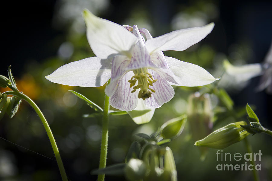 Blooming Columbine Photograph by Brad Marzolf Photography