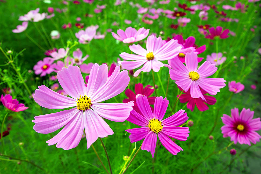 Blooming Cosmos Photograph by Prasert Krainukul - Fine Art America