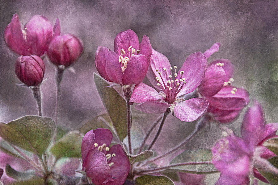 Blooming Crabapple  Photograph by Theo OConnor