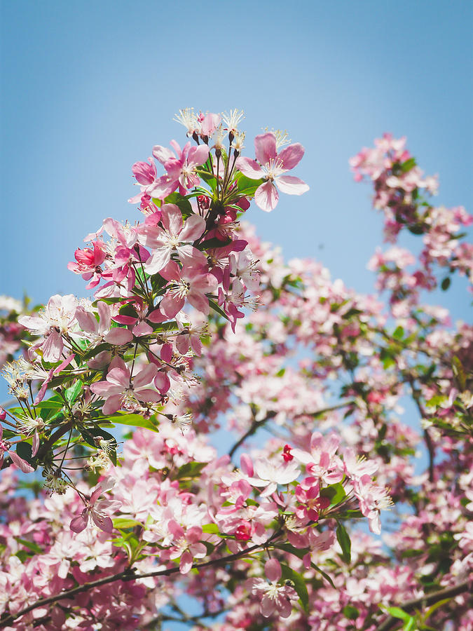 Flower Photograph - Blooming Crabapple Tree by Cheryl LaPrade
