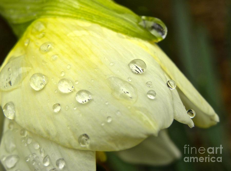 Spring Photograph - Blooming Daffodil with Raindrops by Tisha Clinkenbeard