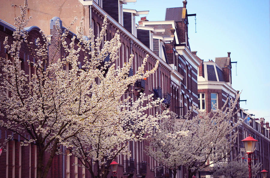 Blooming Decoration of the Streets. Pink Spring in Amsterdam Photograph by Jenny Rainbow