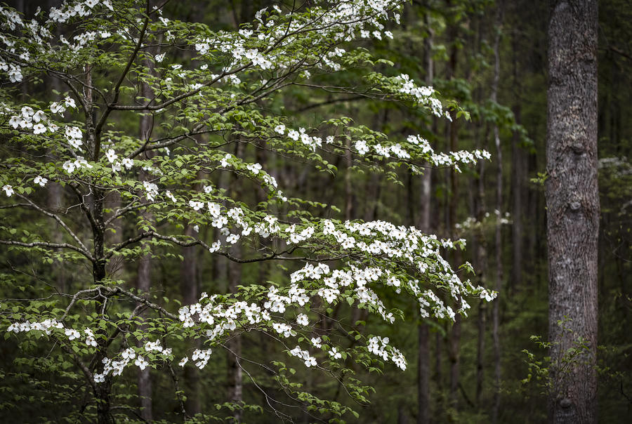 Blooming dogwood tree in Smokey Mountains Photograph by Eduard Moldoveanu