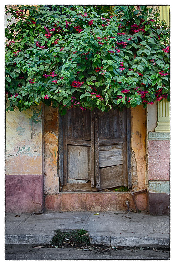 Blooming Door Photograph by Marzena Grabczynska Lorenc