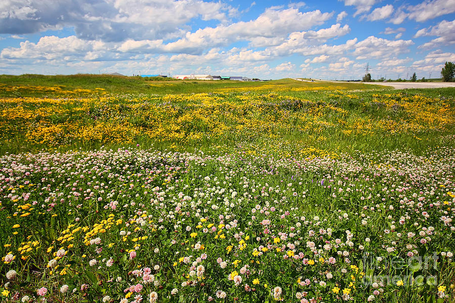 Blooming Fields Photograph by Teresa Zieba