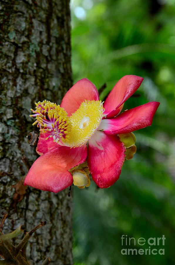 Blooming flower of Cannonball Tree Photograph by Imran Ahmed