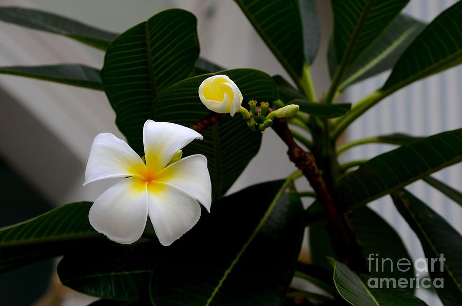 Blooming Frangipani flower alongside bud Photograph by Imran Ahmed
