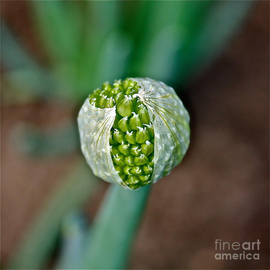 Blooming Garlic  Photograph by Linda Bianic