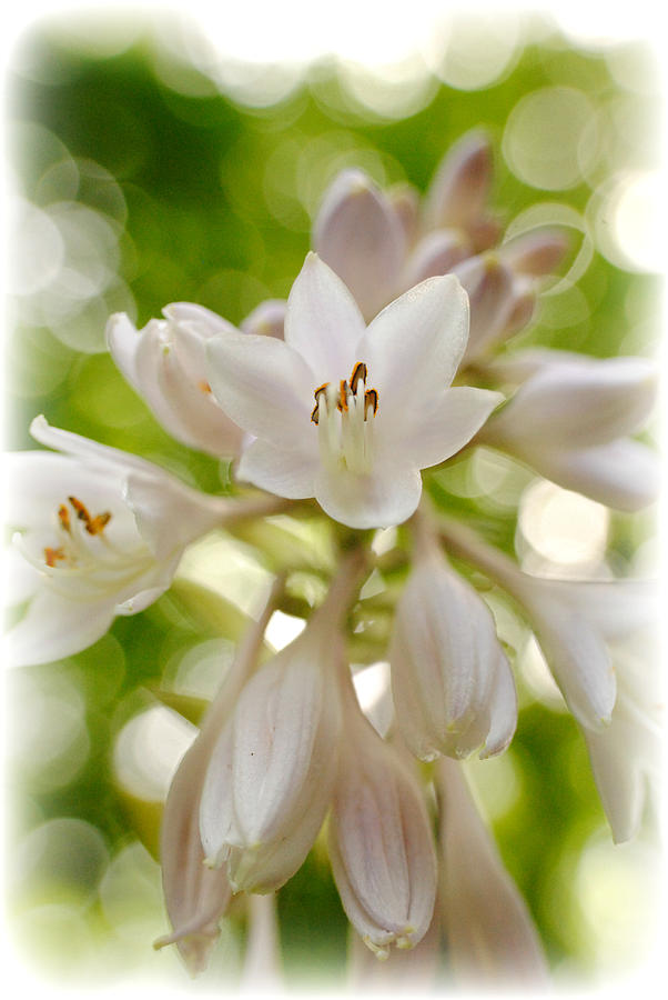 Blooming Hosta Photograph by Kelly Nowak