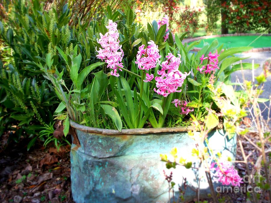 Blooming Hyacinths in Vintage Tub  2 Photograph by Tatyana Searcy