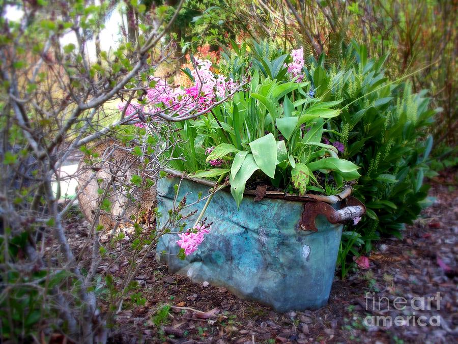 Blooming Hyacinths in Vintage Tub Photograph by Tatyana Searcy