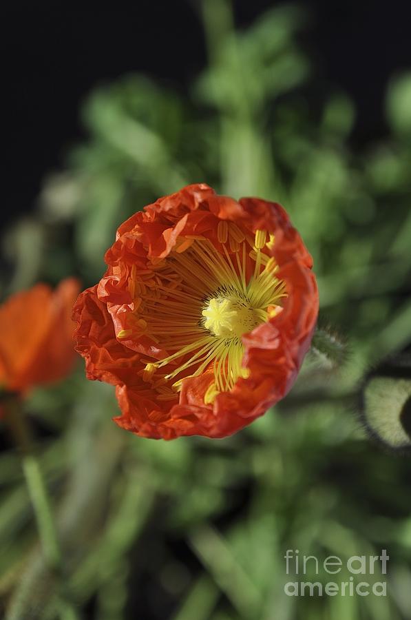 Blooming Iceland Poppy Photograph by Bridgette Gomes