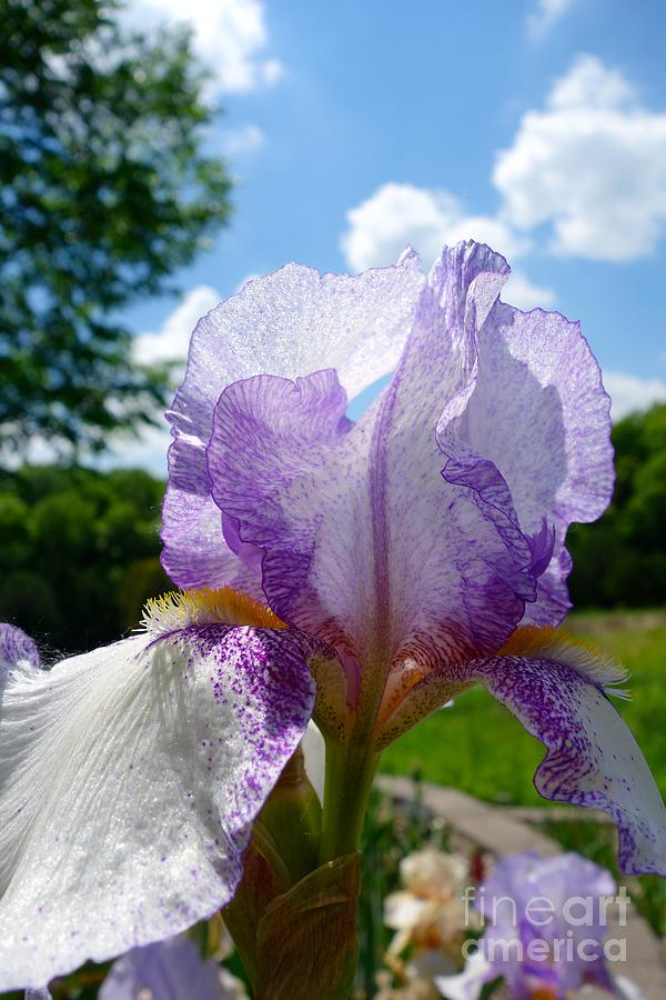 Iris Photograph - Blooming Iris 1 by Jacqueline Athmann