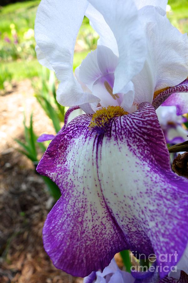 Blooming Iris #11 Photograph by Jacqueline Athmann